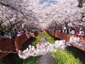 Read more about the article เที่ยวเกาหลี  6 วัน  5 คืน ชมดอกซากุระบาน