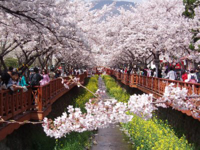 Read more about the article เที่ยวเกาหลี  6 วัน  5 คืน ชมดอกซากุระบาน